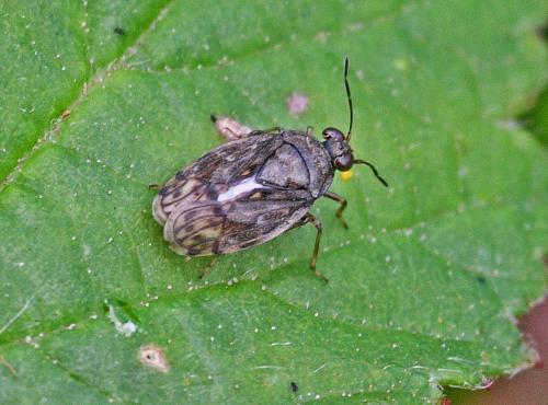 Saldula saltatoria